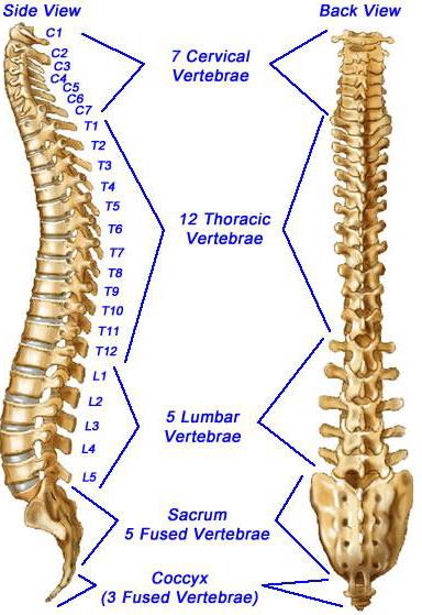 Structure and function of the Vertebral Colum